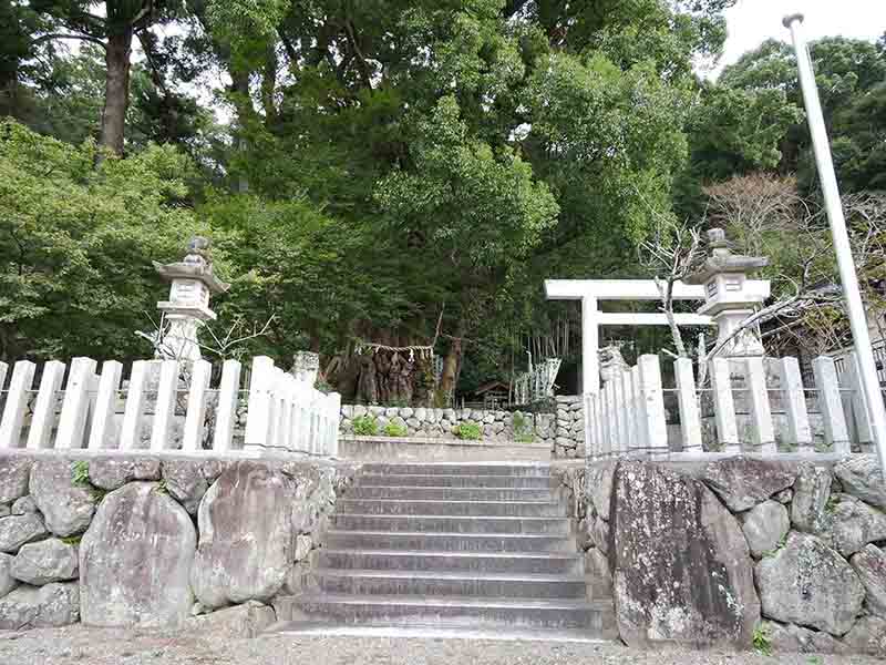 長島神社のクスノキ