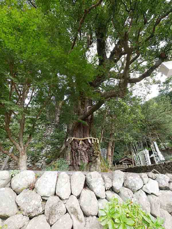 長島神社のクスノキ