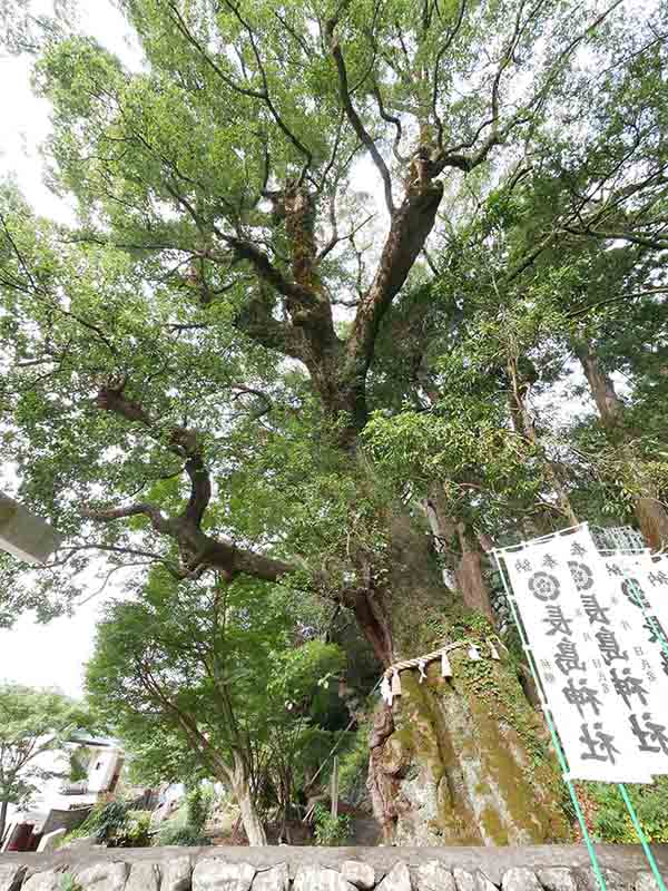 長島神社のクスノキ