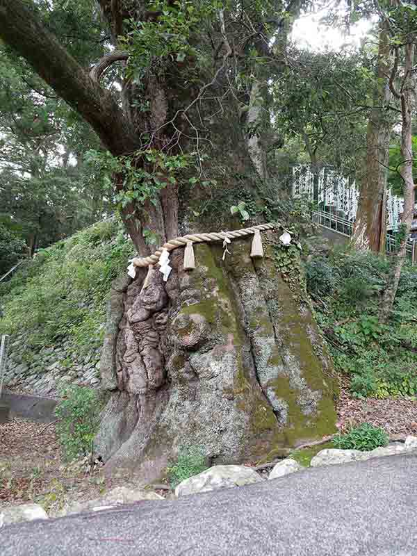 長島神社のクスノキ