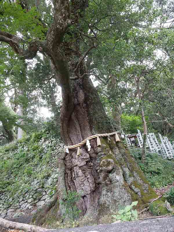 長島神社のクスノキ