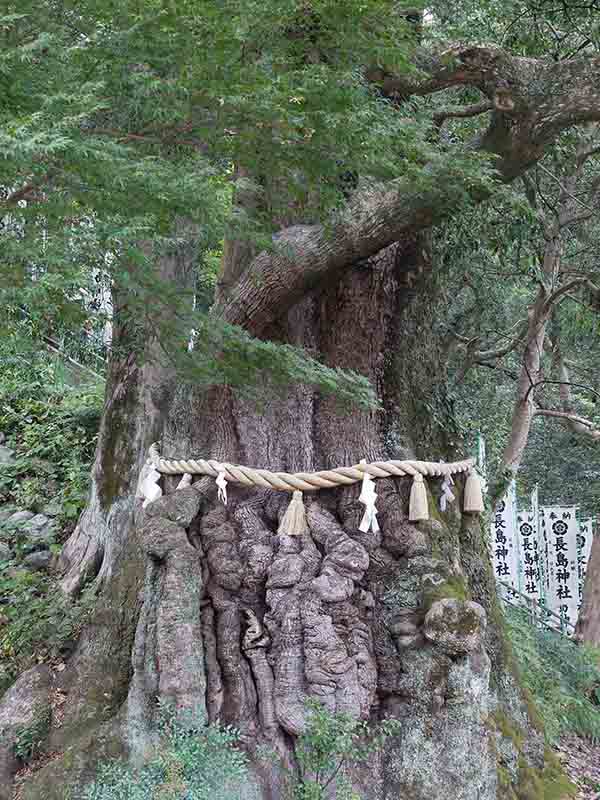 長島神社のクスノキ