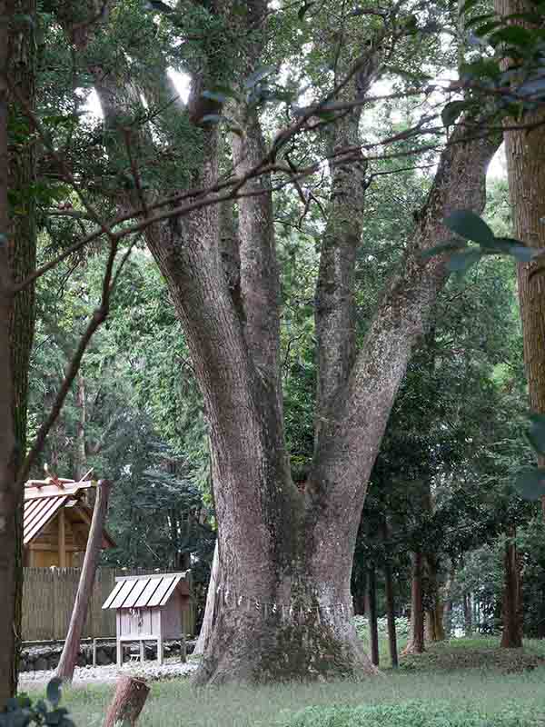 八柱神社のクスノキ