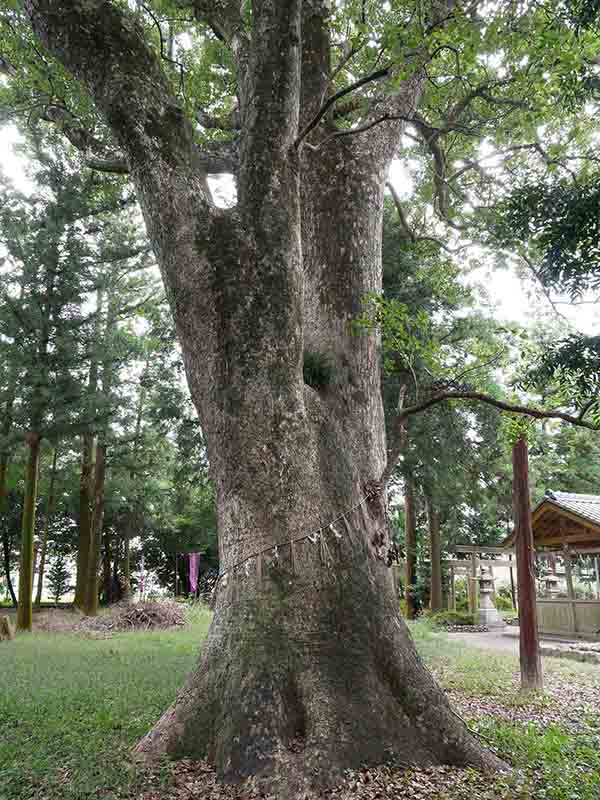 八柱神社のクスノキ