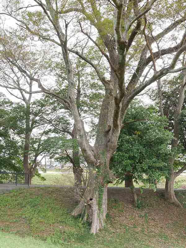 松井孫右衛門人柱堤のケヤキ