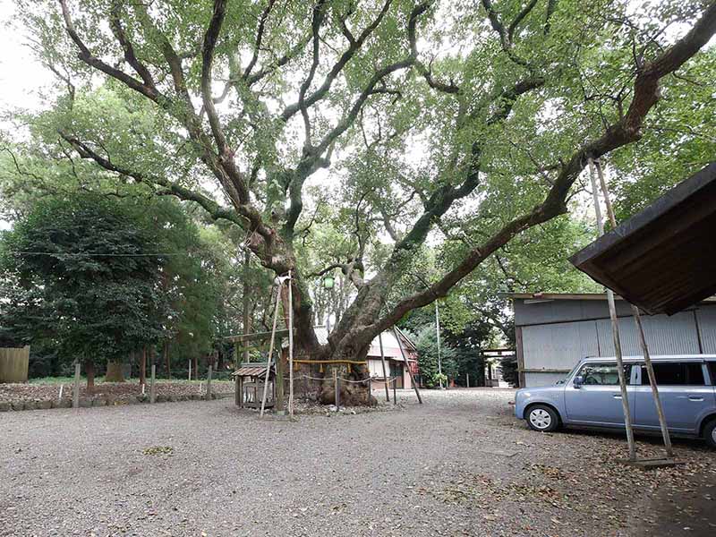 箕曲中松原神社のクス