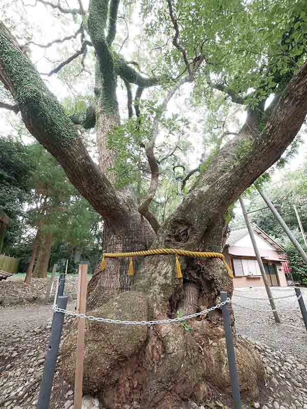 箕曲中松原神社のクス