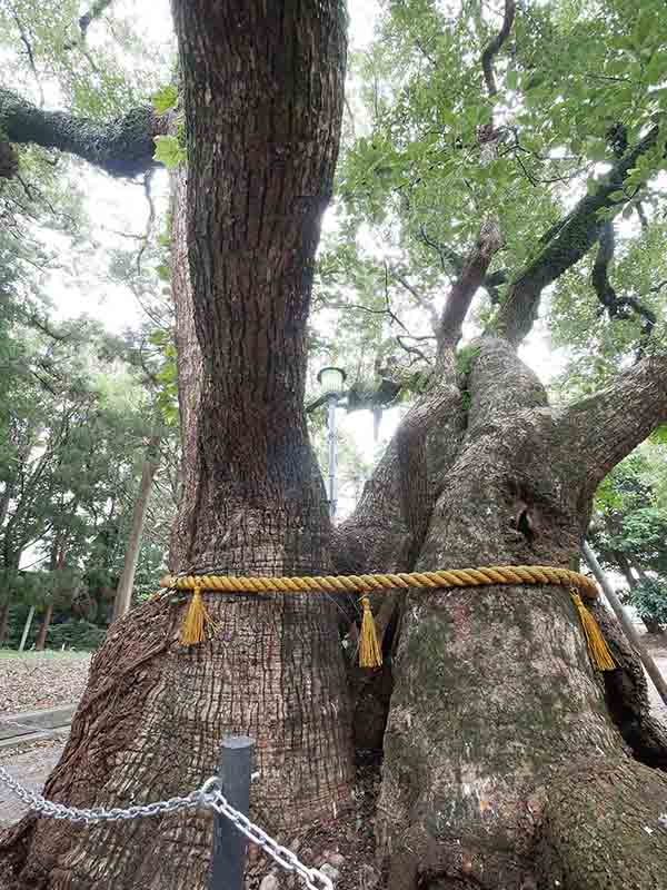 箕曲中松原神社のクス