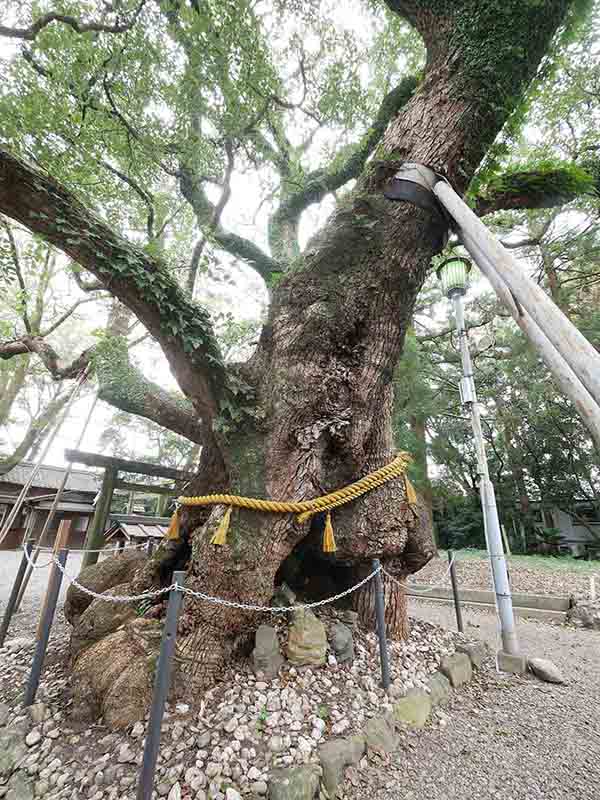 箕曲中松原神社のクス