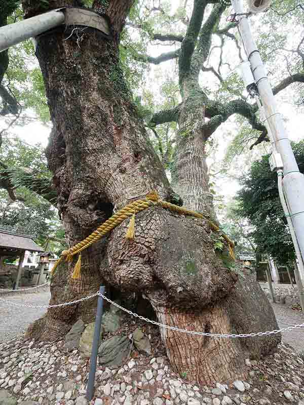 箕曲中松原神社のクス