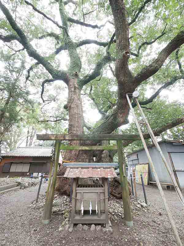 箕曲中松原神社のクス