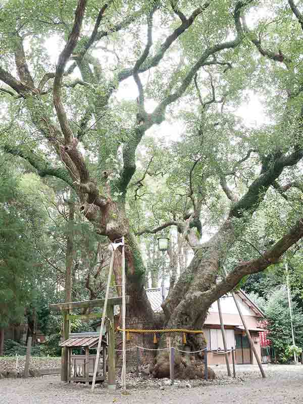 箕曲中松原神社のクス