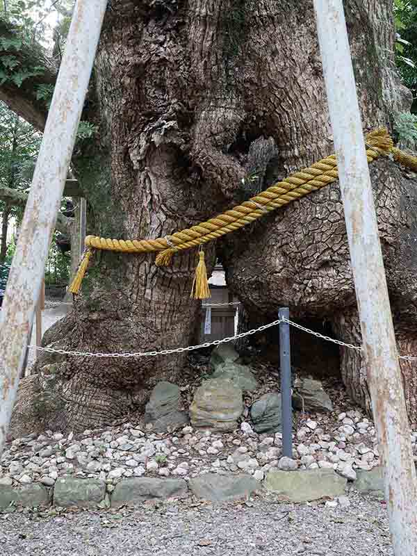 箕曲中松原神社のクス