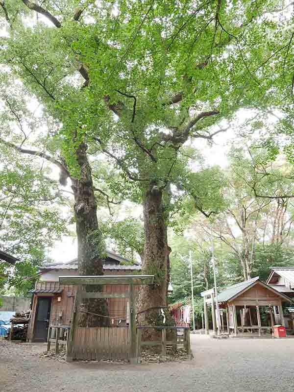 河辺七種神社のクス