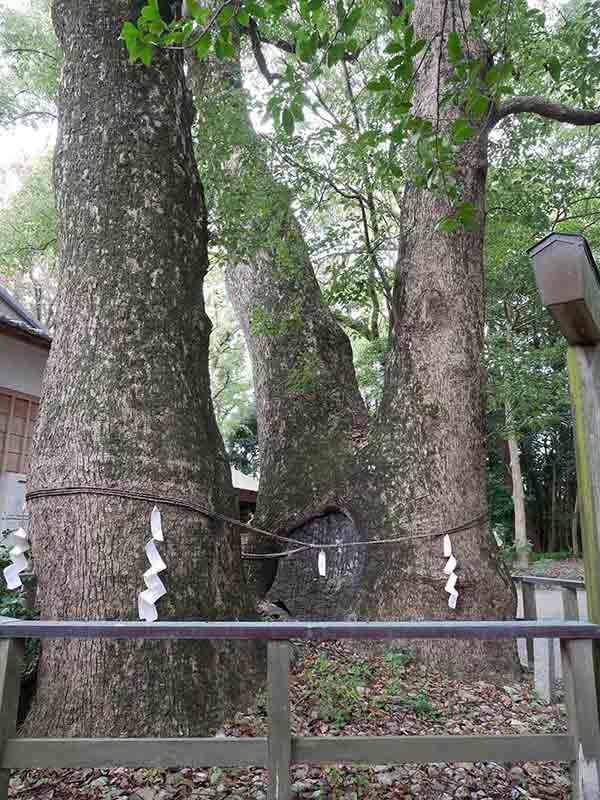 河辺七種神社のクス