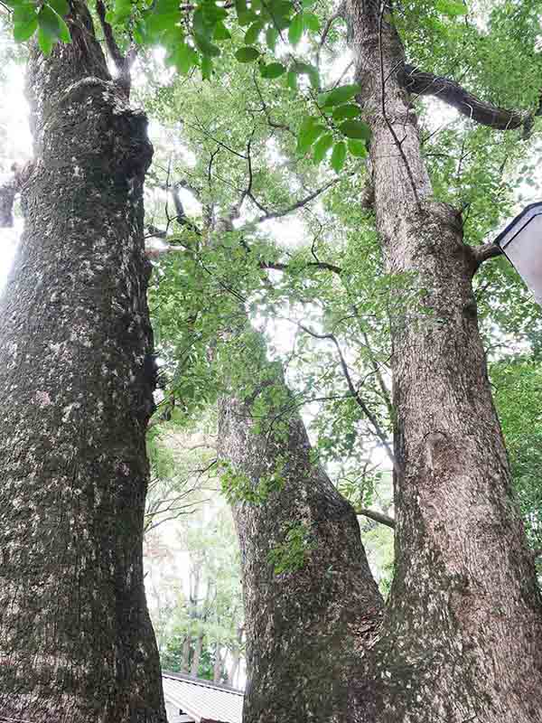 河辺七種神社のクス