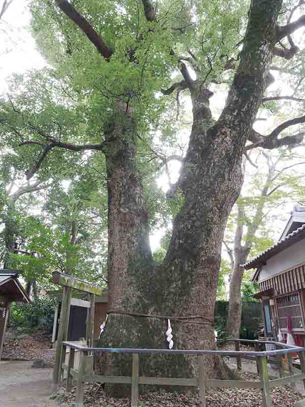 河辺七種神社のクス