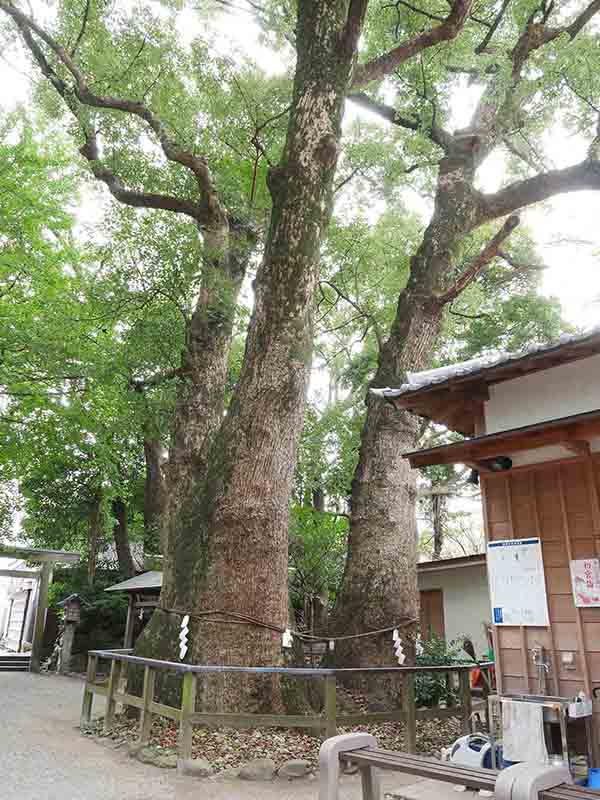 河辺七種神社のクス