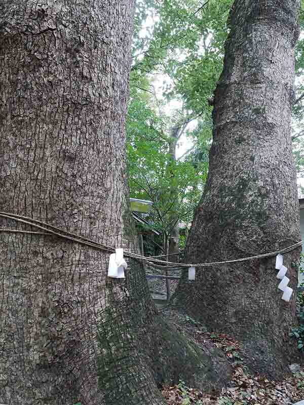 河辺七種神社のクス