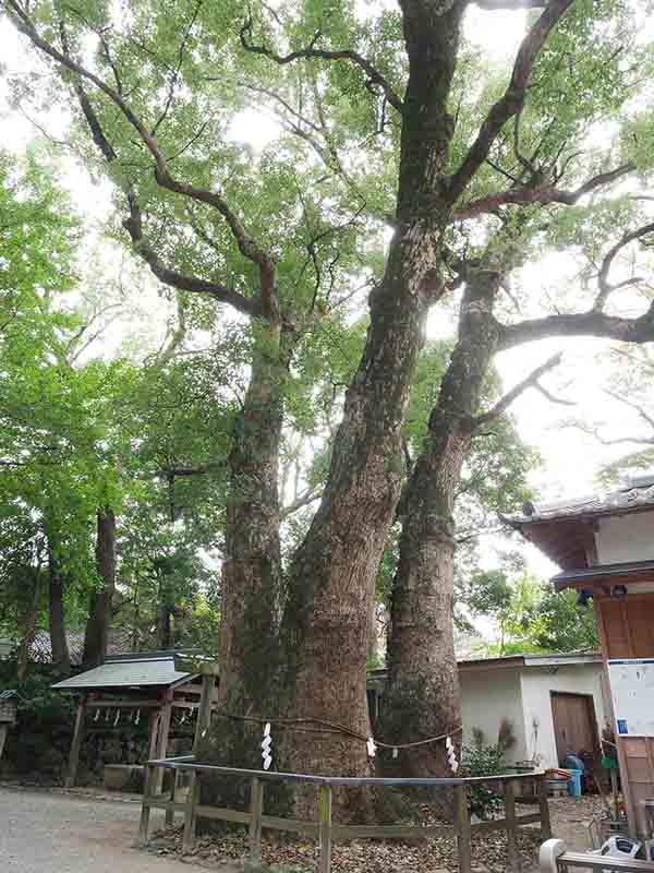 河辺七種神社のクス