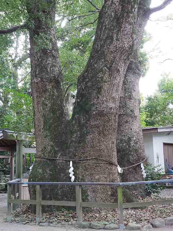 河辺七種神社のクス