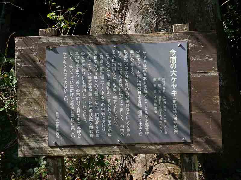 今浦の大ケヤキ