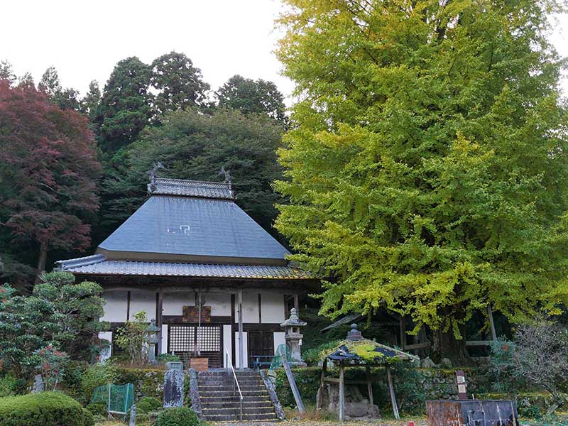 霊山寺のオハツキイチョウ