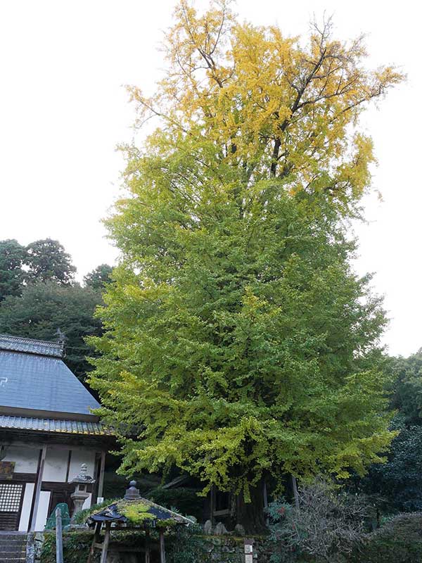 霊山寺のオハツキイチョウ