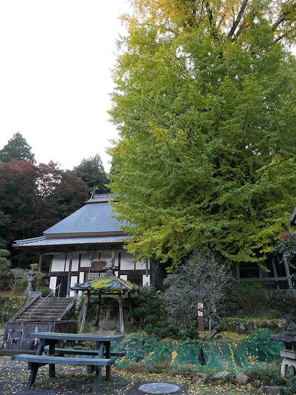 霊山寺のオハツキイチョウ