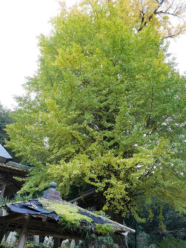 霊山寺のオハツキイチョウ