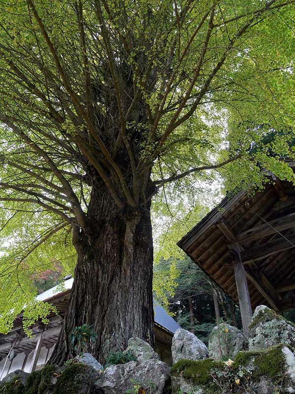 霊山寺のオハツキイチョウ