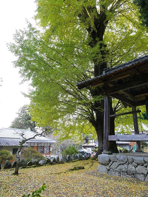 霊山寺のオハツキイチョウ