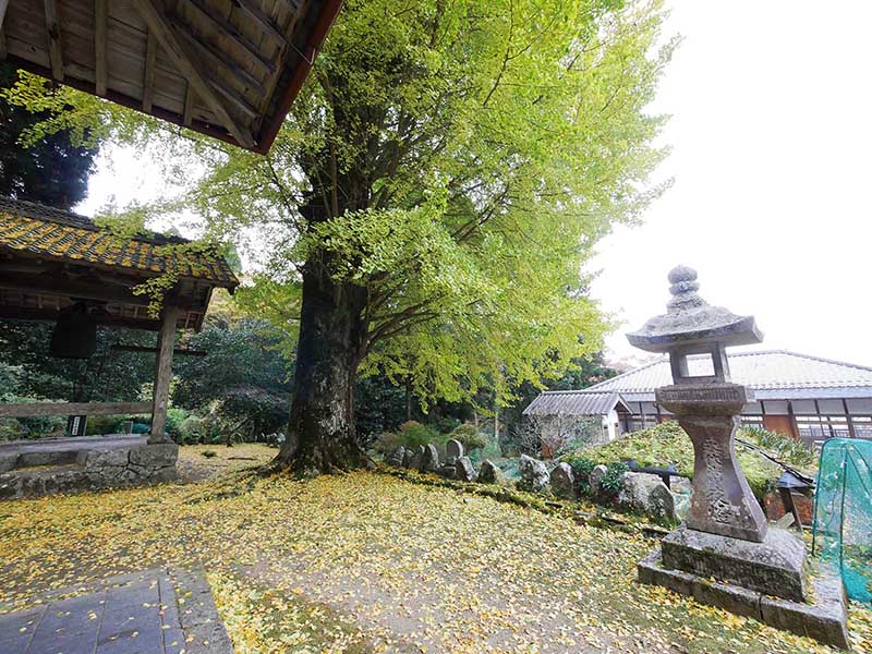 霊山寺のオハツキイチョウ