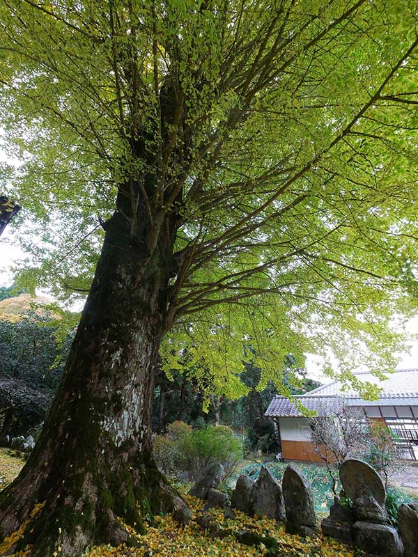 霊山寺のオハツキイチョウ