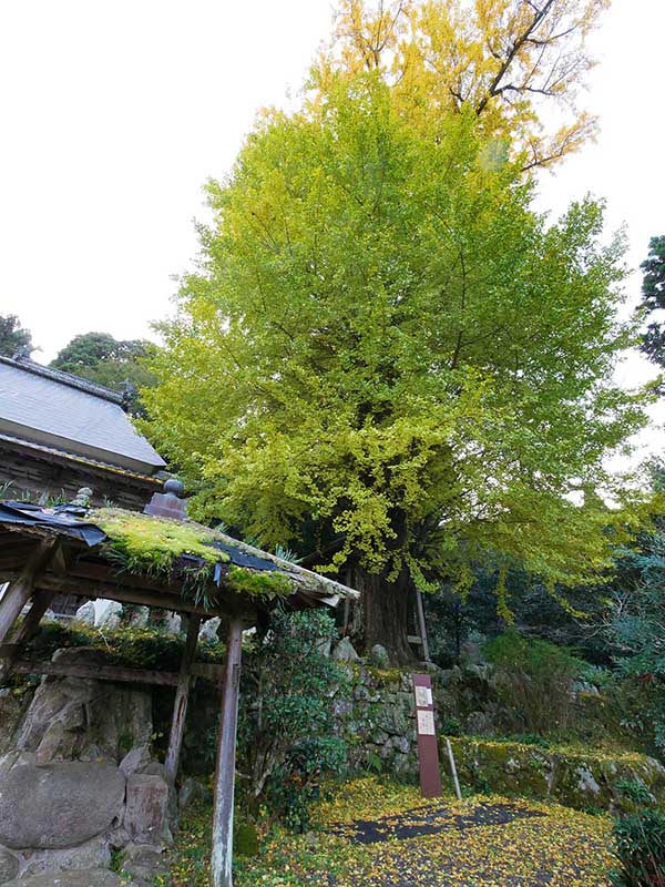 霊山寺のオハツキイチョウ