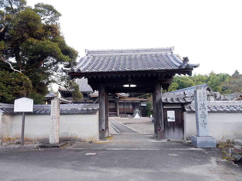 萬壽寺(萬寿寺)のスダジイ