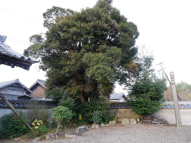 萬壽寺(萬寿寺)のスダジイ