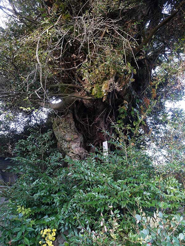 萬壽寺(萬寿寺)のスダジイ