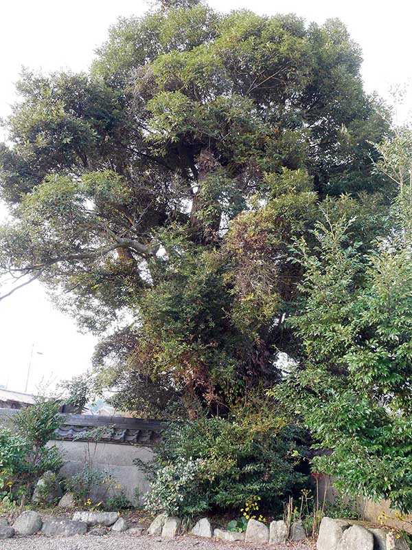 萬壽寺(萬寿寺)のスダジイ