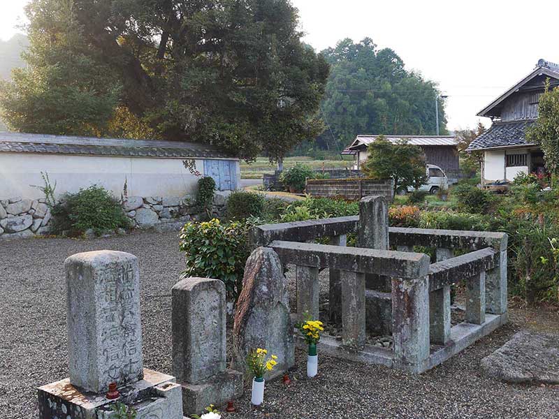 萬壽寺(萬寿寺)のスダジイ