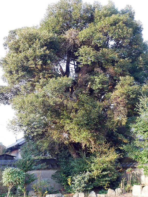 萬壽寺(萬寿寺)のスダジイ