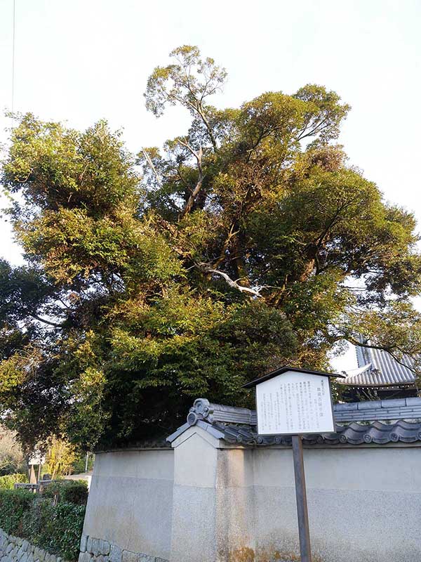 萬壽寺(萬寿寺)のスダジイ