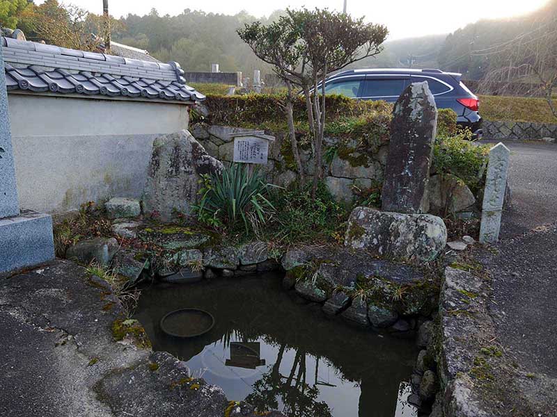 萬壽寺(萬寿寺)のスダジイ