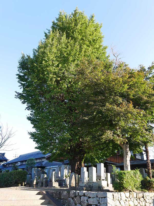 西光寺のイチョウ