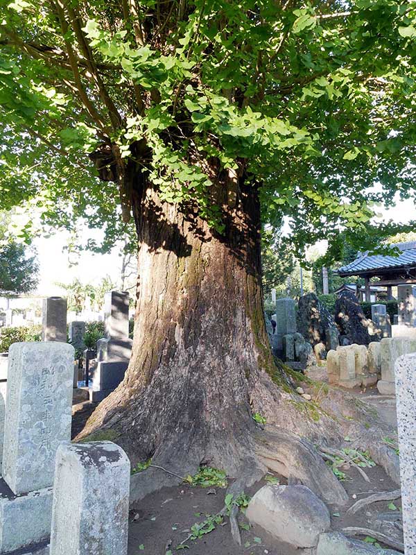 西光寺のイチョウ