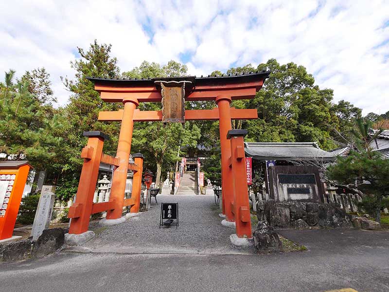 敢国神社のスギ