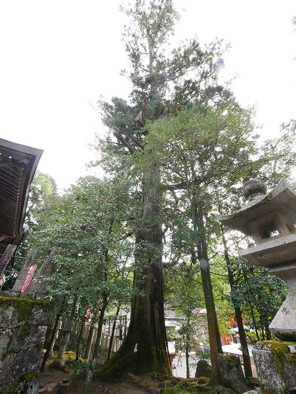 敢国神社のスギ