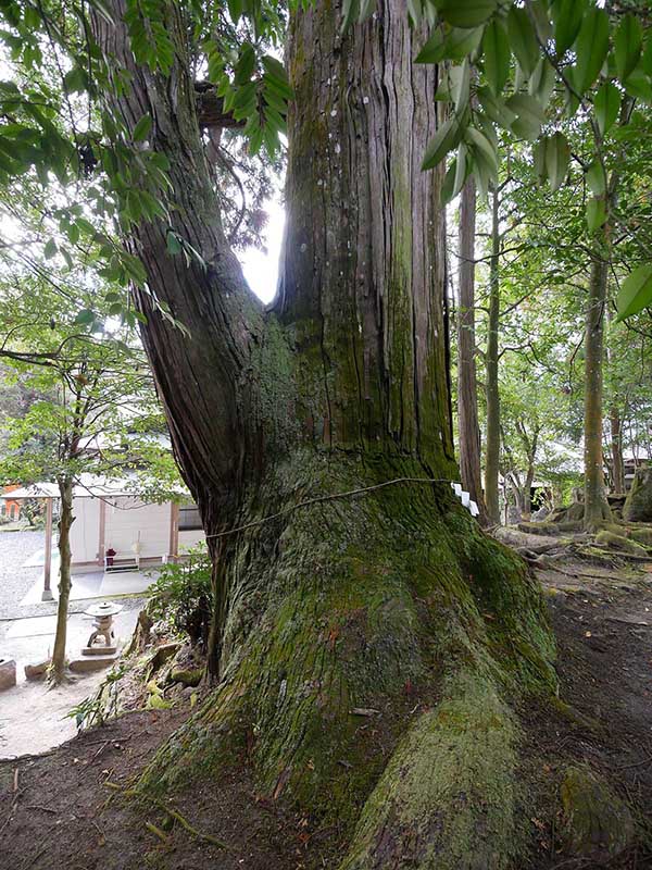 敢国神社のスギ