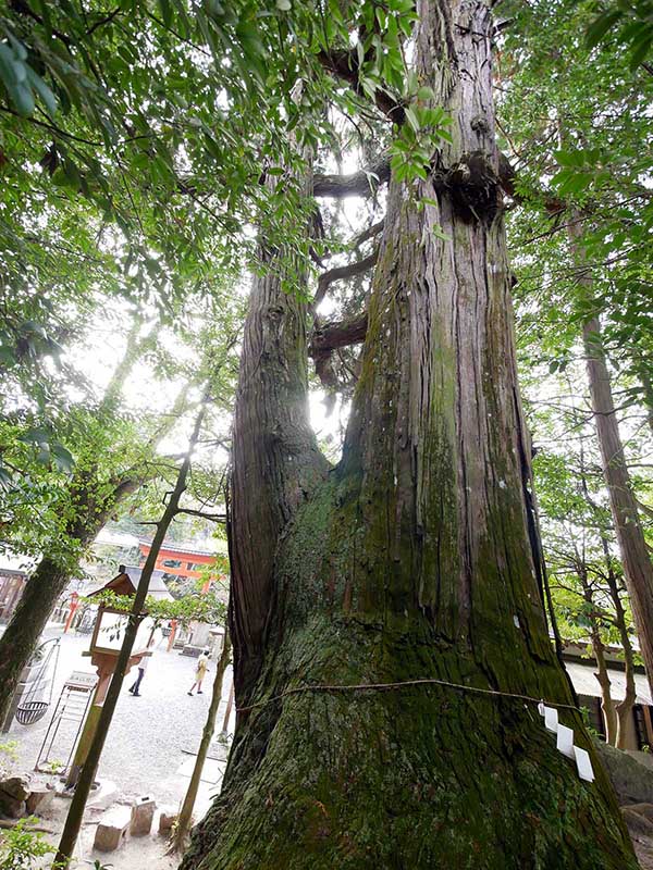 敢国神社のスギ