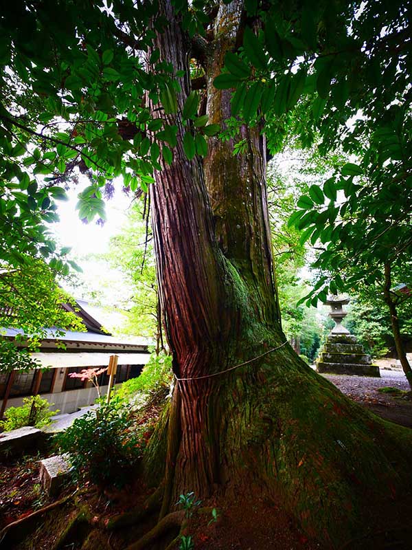 敢国神社のスギ